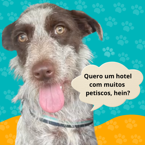 Ajude na diária do hotel do Chico